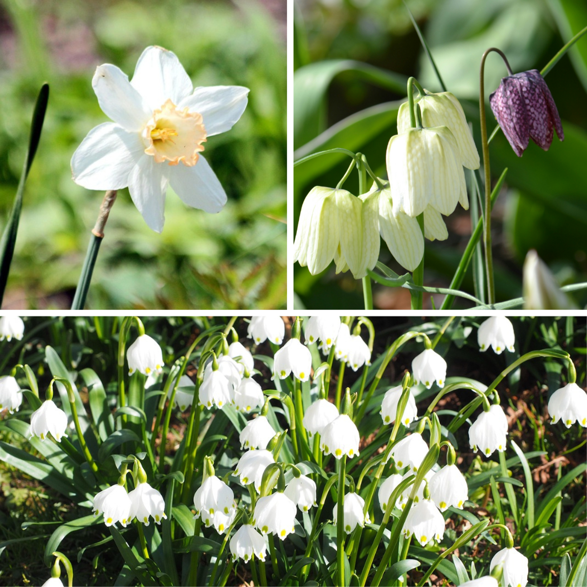 Wet Garden Box - 30 flower bulbs for moist and rainy locations