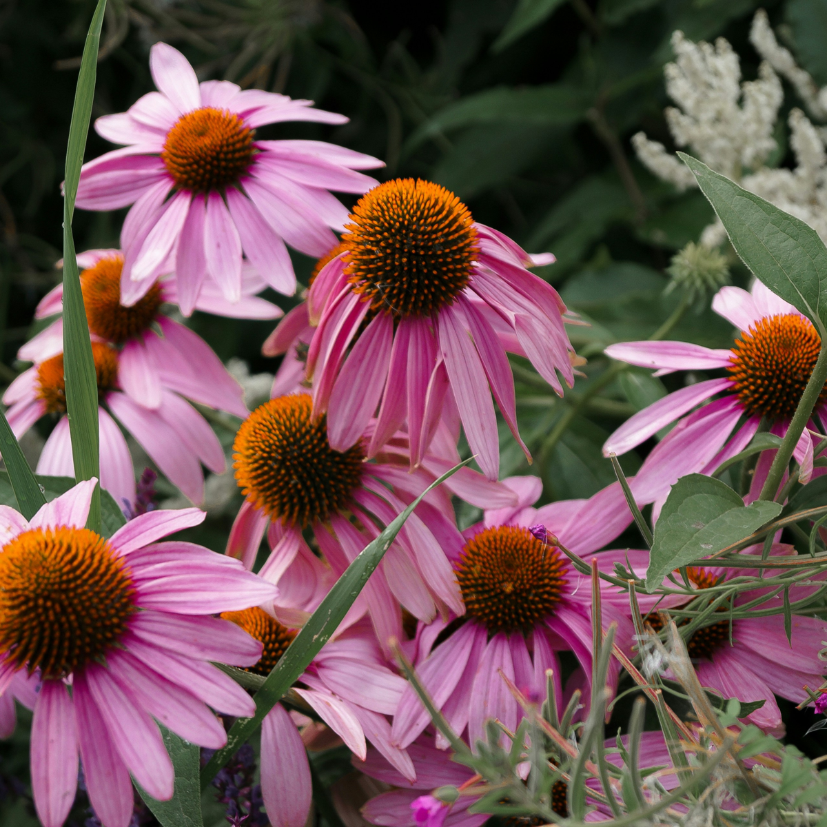 Echinacée - Set de 6 - Echinacea Mix - Rhizomes