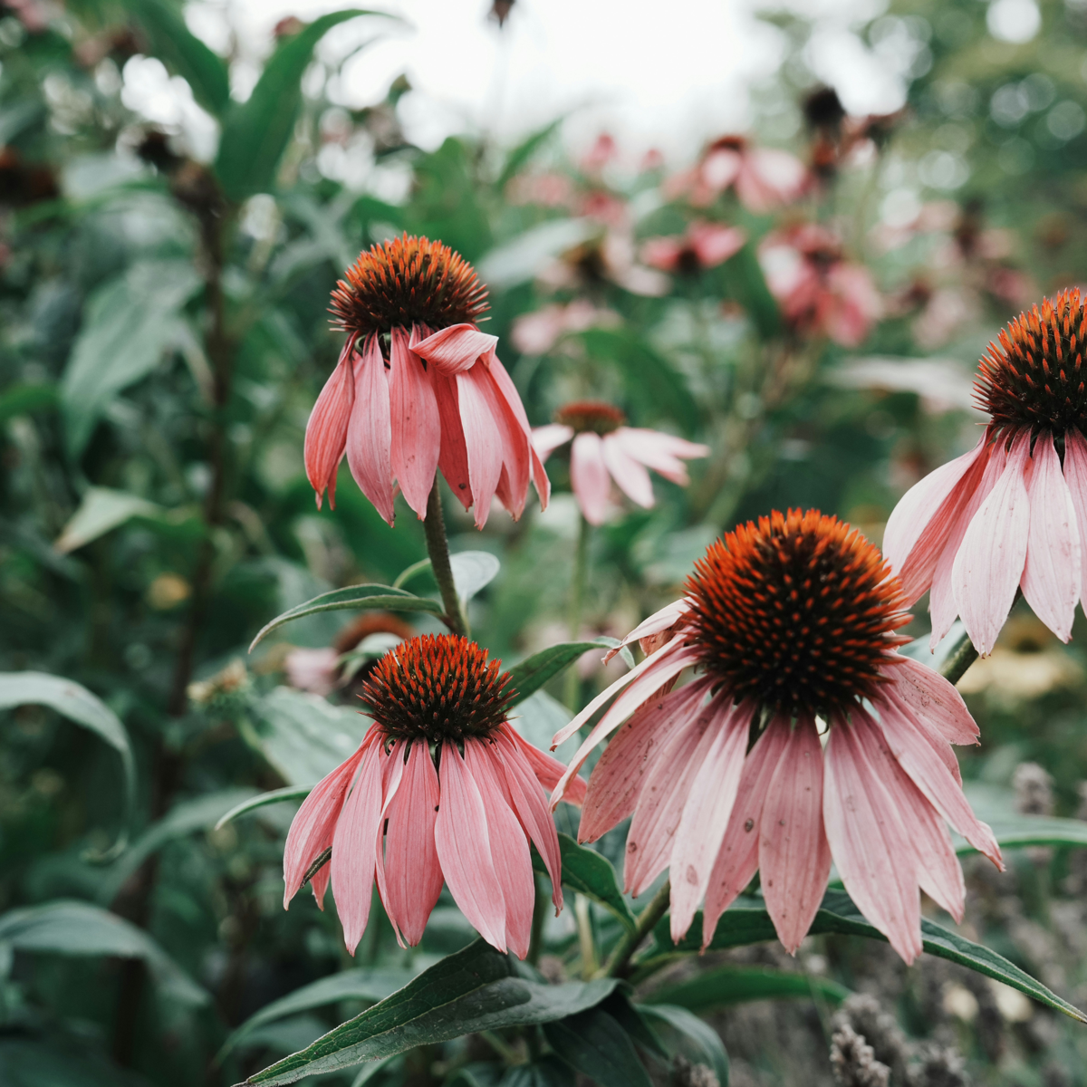 Echinacée - Set de 6 - Echinacea Mix - Rhizomes