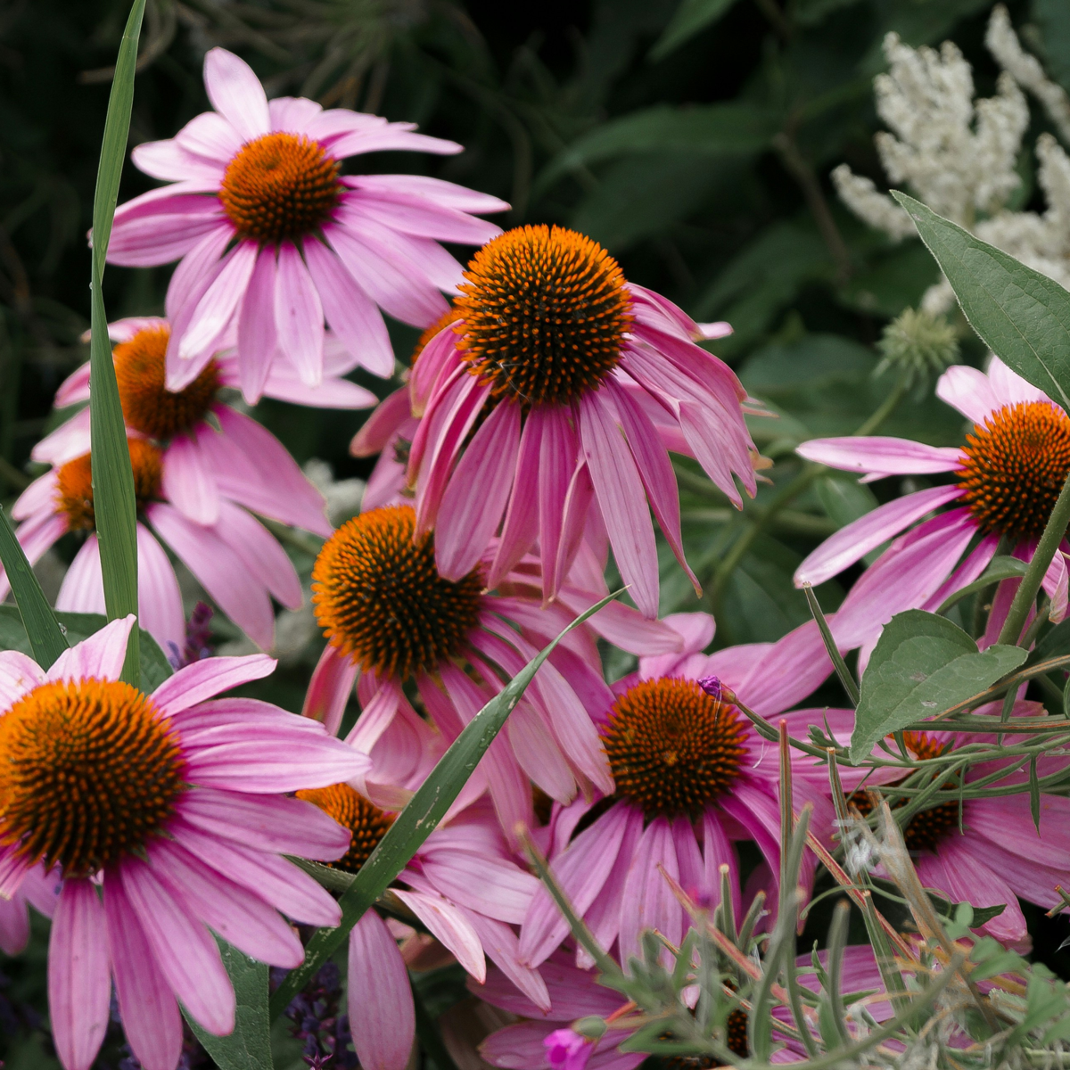 Echinacée - Set de 10 - Echinacea purpurea - Rhizomes - Rose