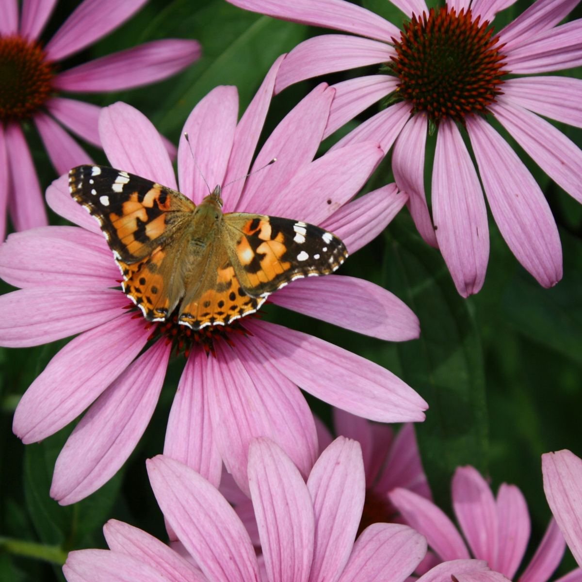 Echinacée - Set de 10 - Echinacea purpurea - Rhizomes - Rose
