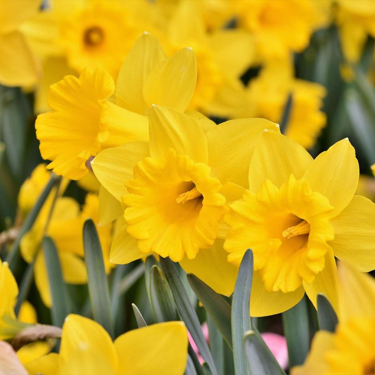 Bulb Garden Colourful - 125 pcs. - Flower Bulbs