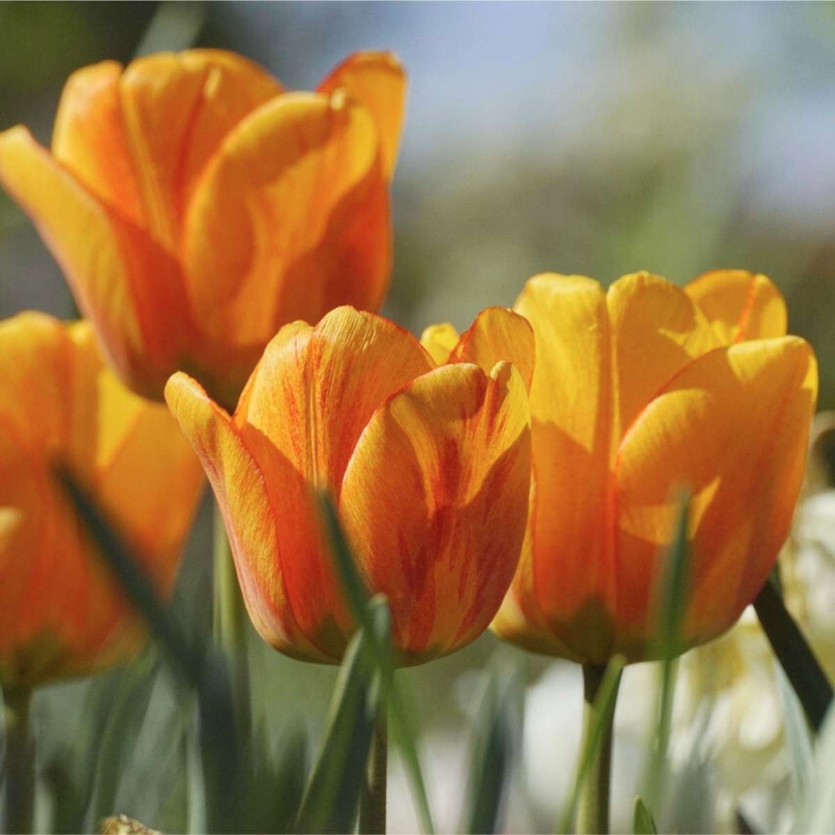 Bulb Garden Colourful - 125 pcs. - Flower Bulbs