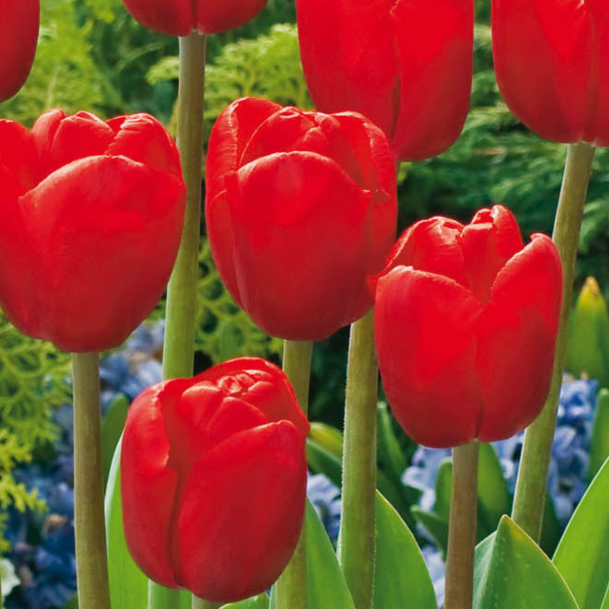 Bulbs From Holland - 250 pcs. - Flower Bulbs