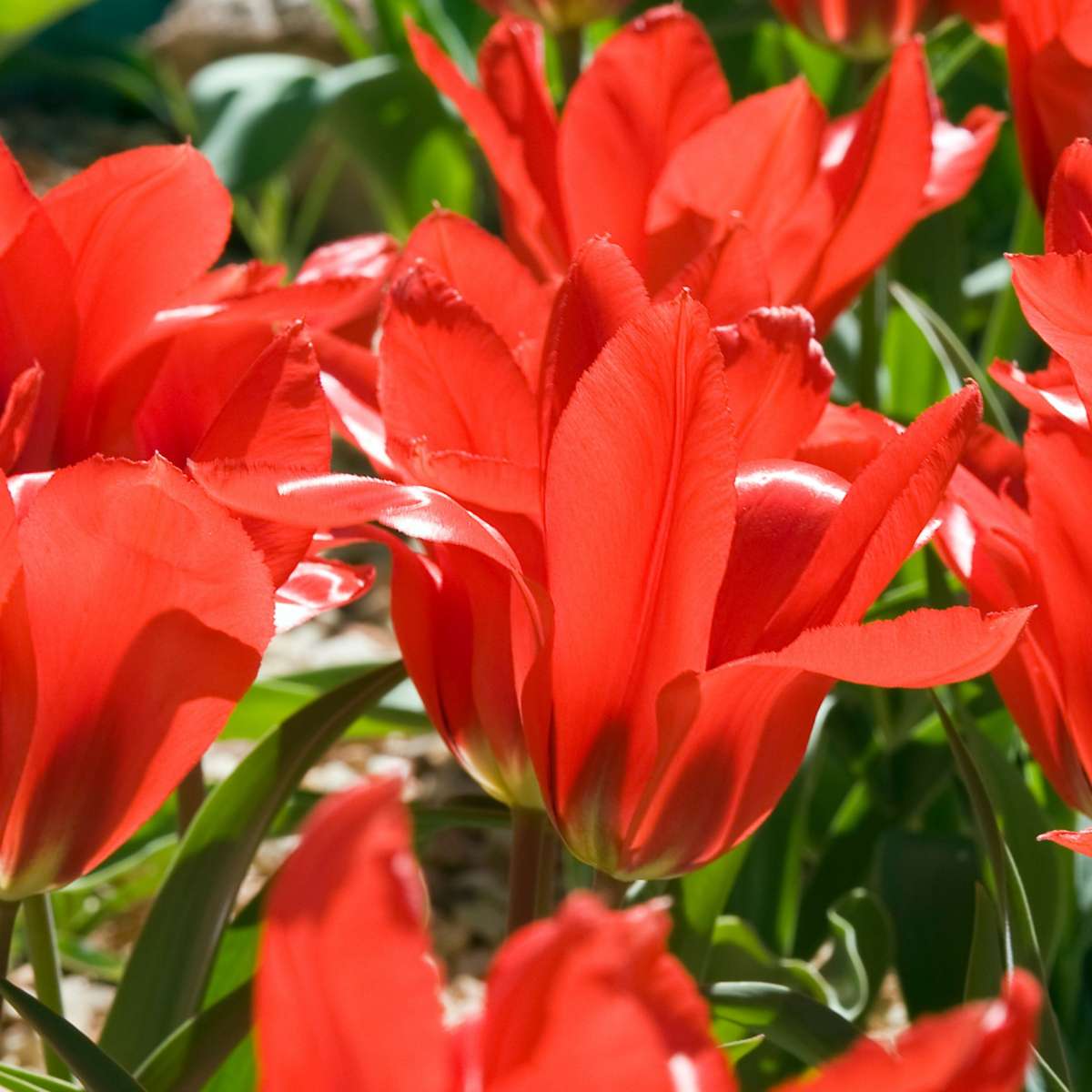 Bulbs From Holland - 250 pcs. - Flower Bulbs