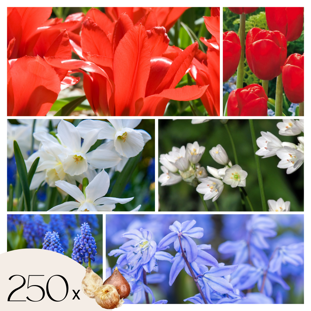 Bulbs From Holland - 250 pcs. - Flower Bulbs