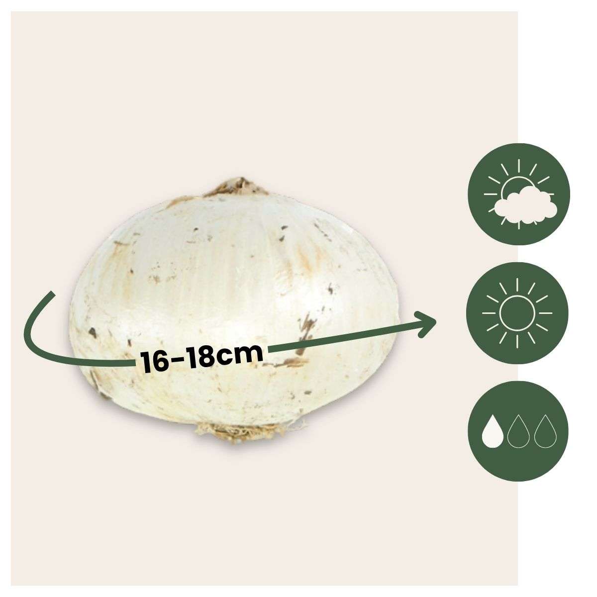 Mélange de bulbes qui attirent les papil - Set de 40 - TD Plantz