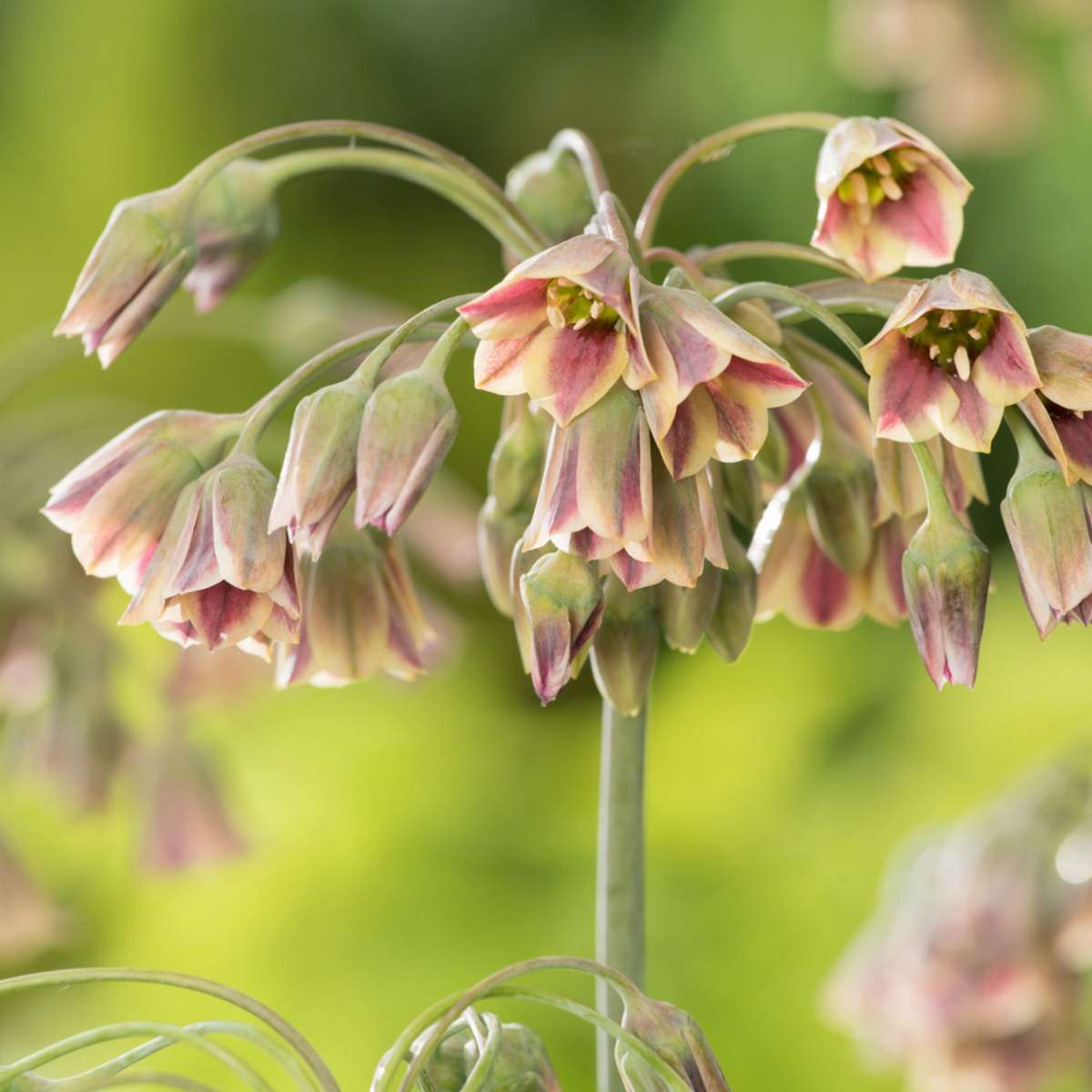 Mélange de bulbes qui attirent les abeil - Set de 80 - Bulbes à fleurs