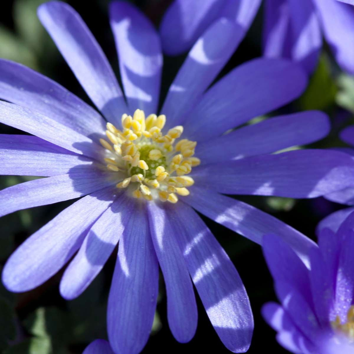 Mélange de bulbes qui attirent les abeil - Set de 80 - Bulbes à fleurs