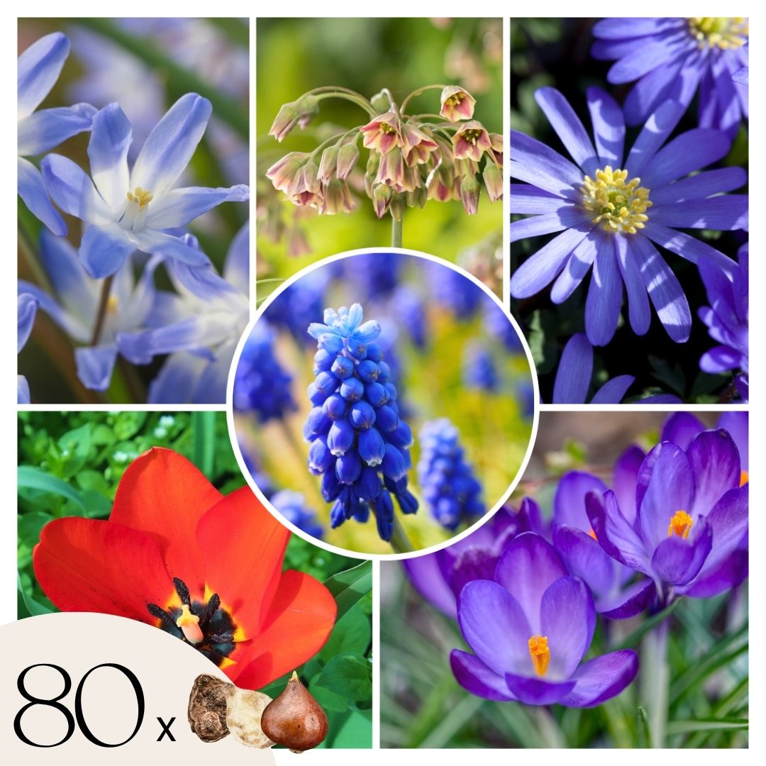 Mélange de bulbes qui attirent les abeil - Set de 80 - Bulbes à fleurs
