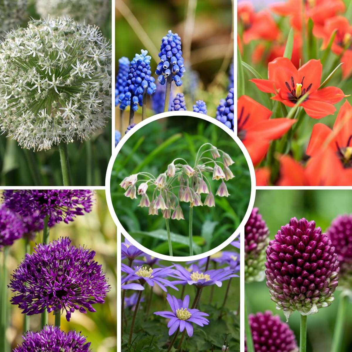 Mélange de bulbes pour abeilles et papil - Set de 120 - Bulbes à fleurs