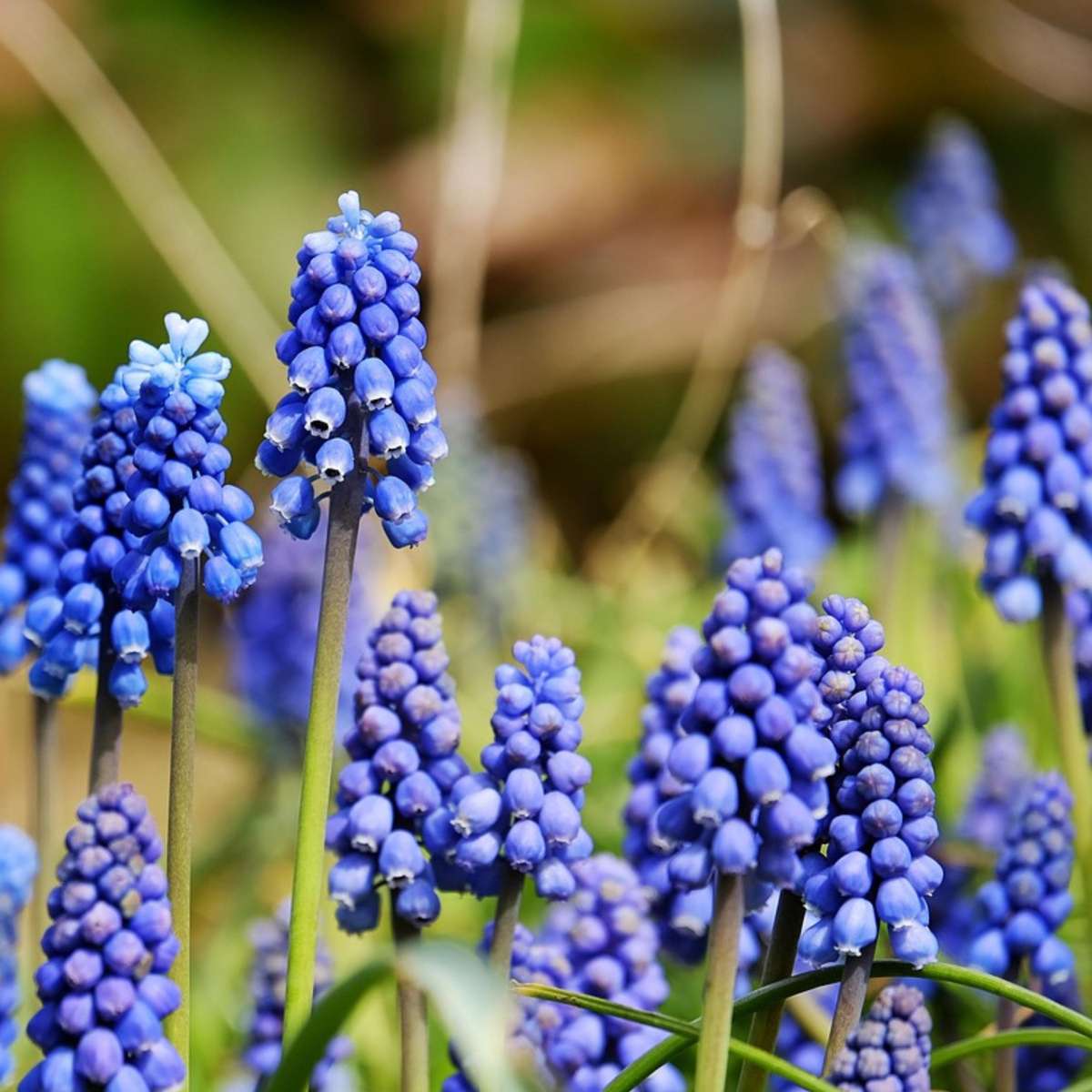 Mélange de bulbes pour abeilles et papil - Set de 120 - Bulbes à fleurs