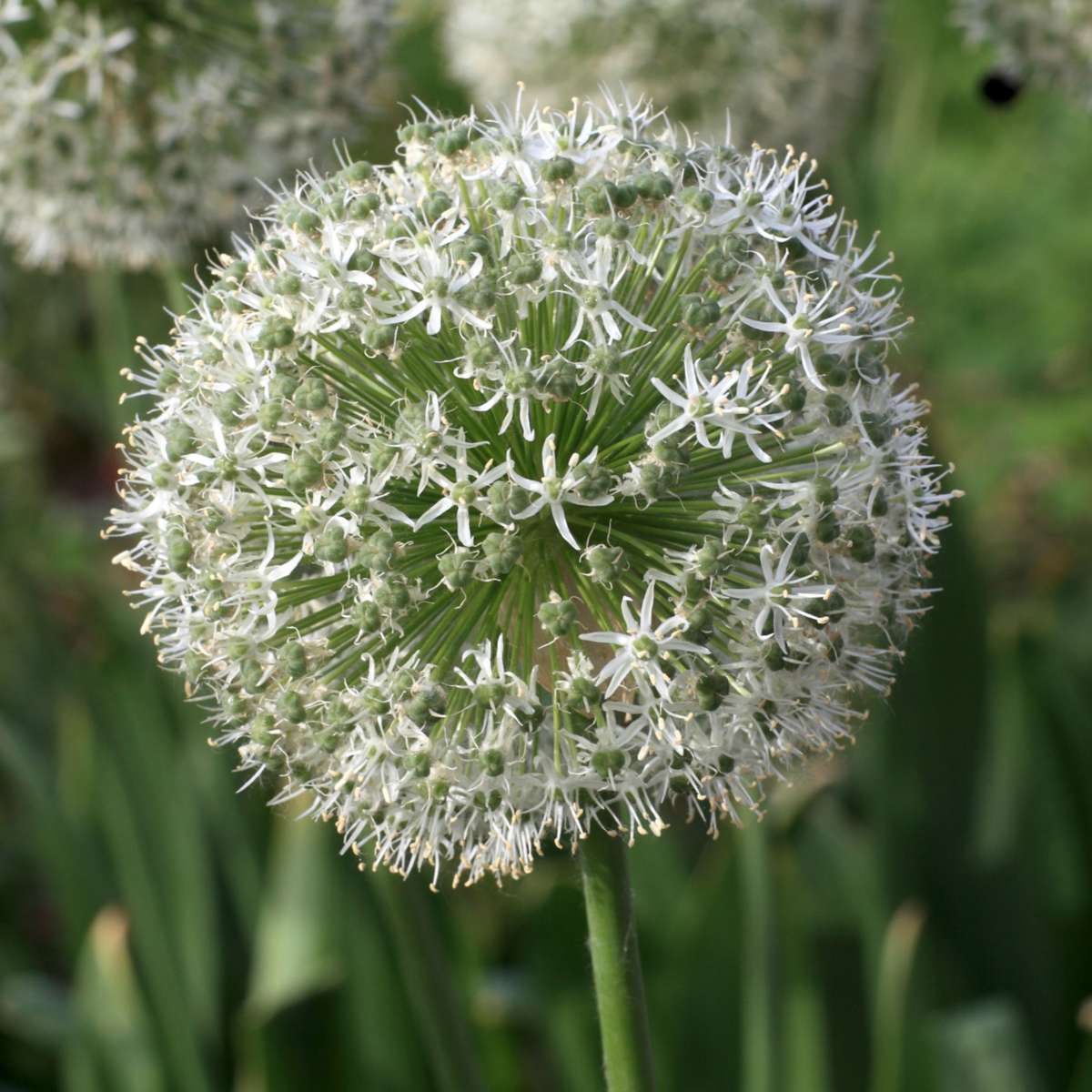 Mélange de bulbes pour abeilles et papil - Set de 120 - Bulbes à fleurs