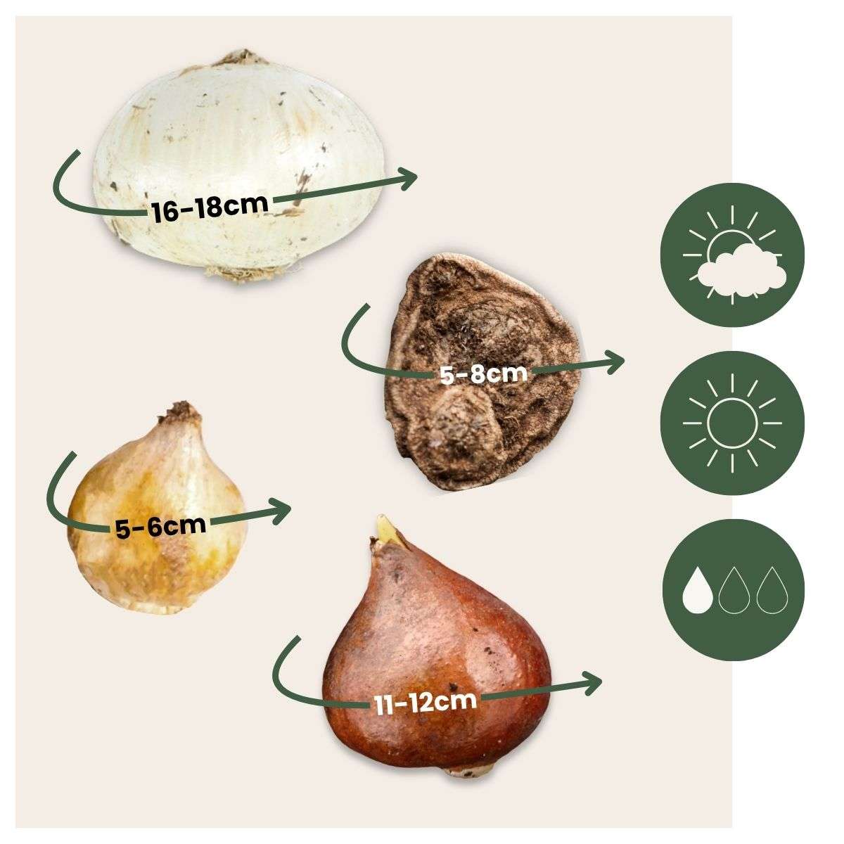 Mélange de bulbes pour abeilles et papil - Set de 120 - Bulbes à fleurs