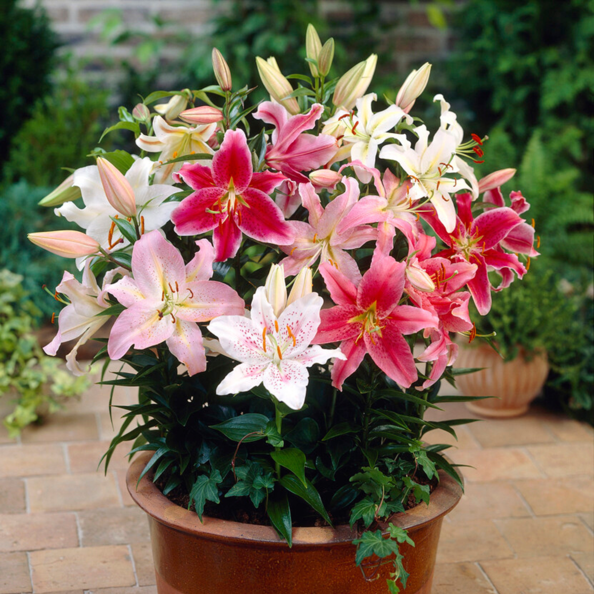 Lys - Set de 10 - Lilium orientalis - Rhizomes - TD Plantz