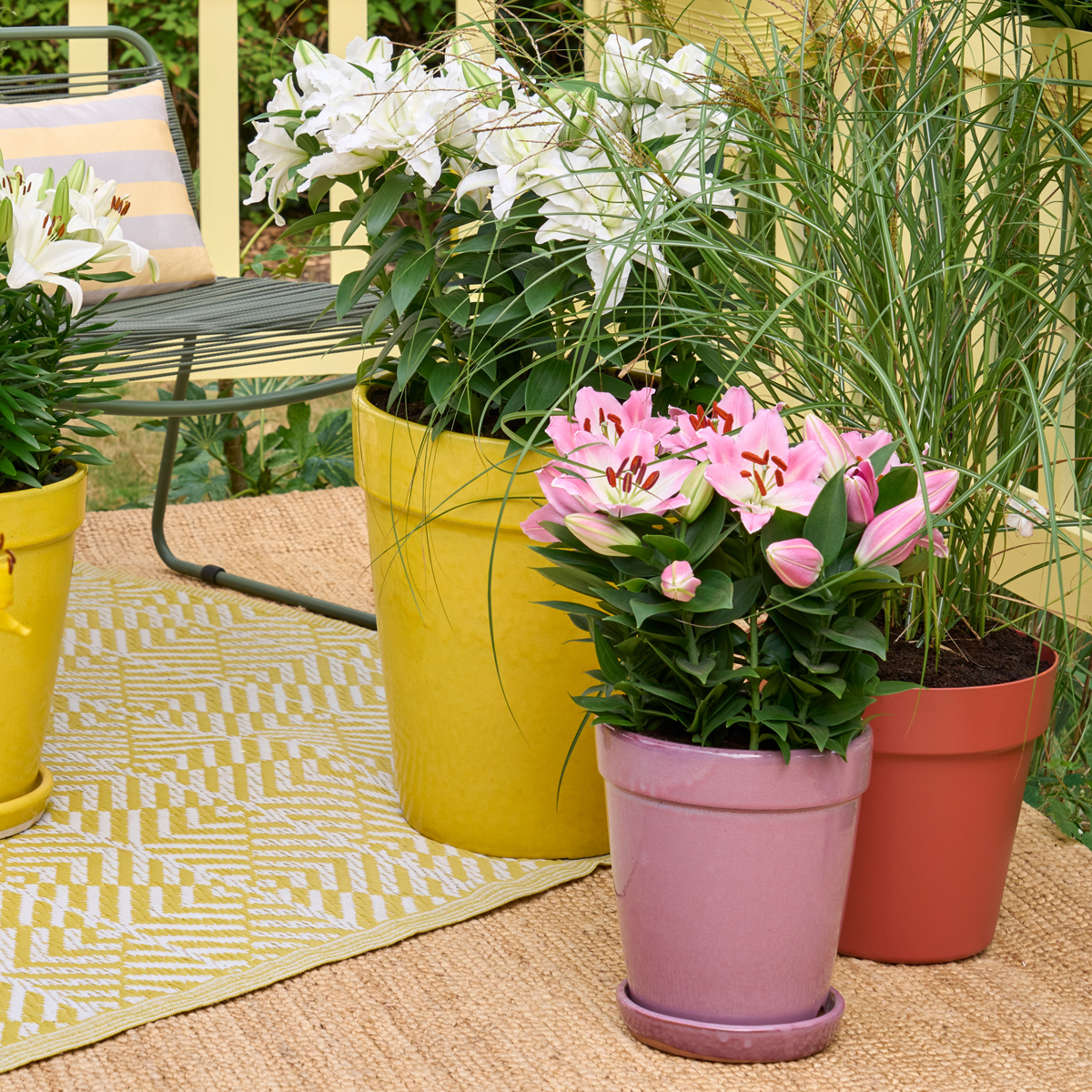 Lys - Set de 10 - Lilium orientalis - Rhizomes - TD Plantz
