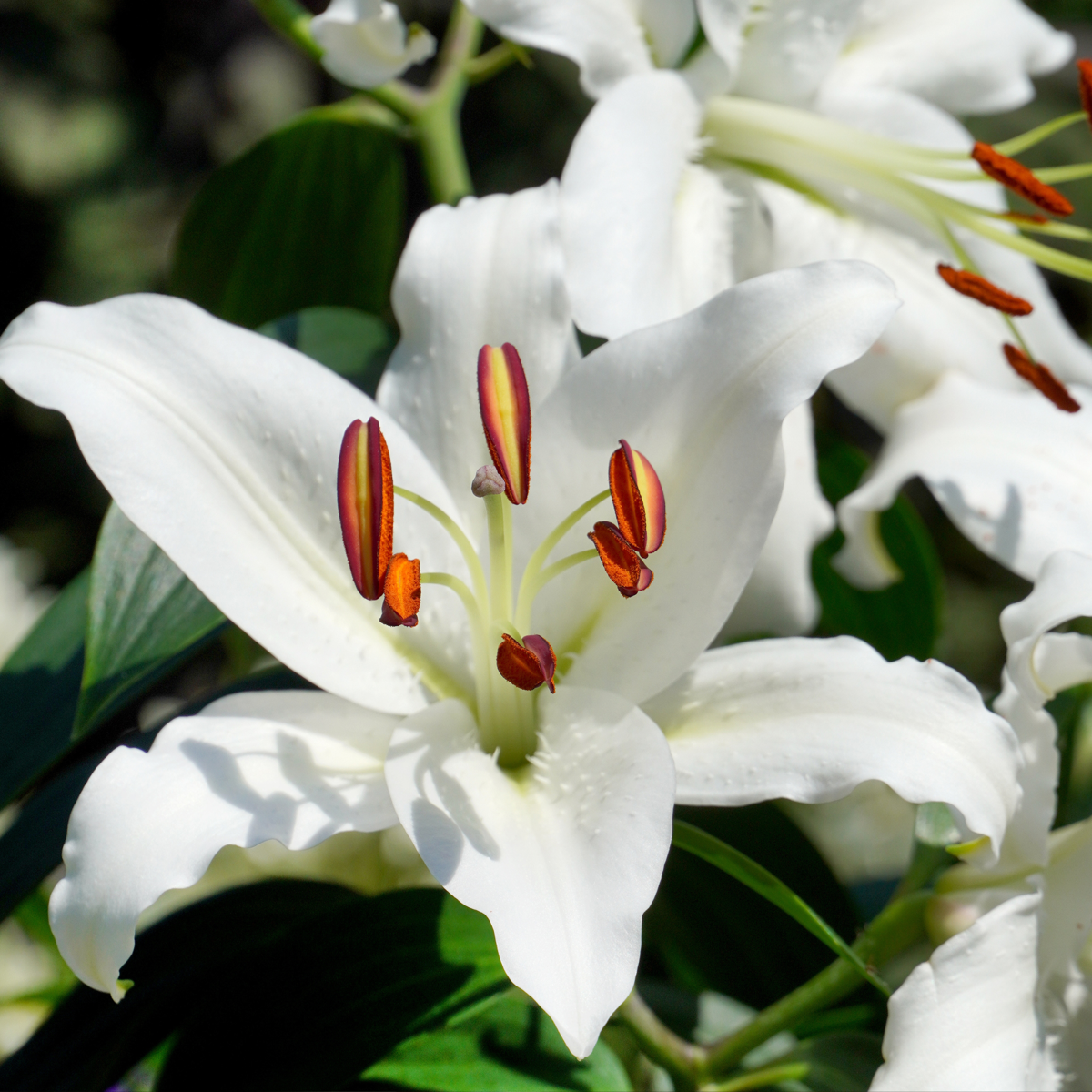 Lys - Set de 10 - Lilium orientalis - Rhizomes - TD Plantz