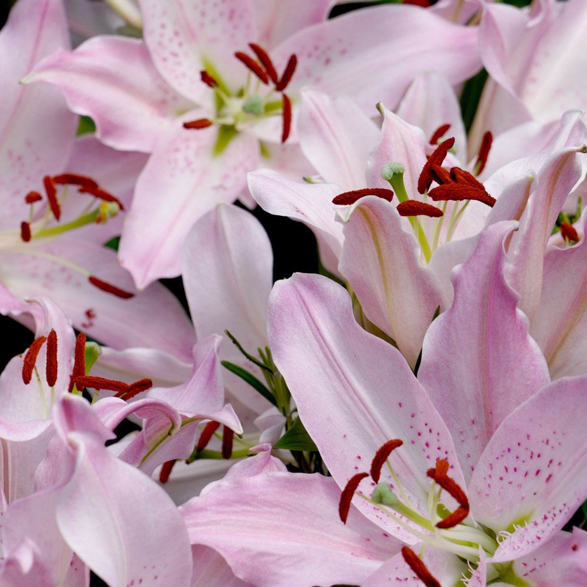Lys - Set de 10 - Lilium orientalis - Rhizomes - TD Plantz
