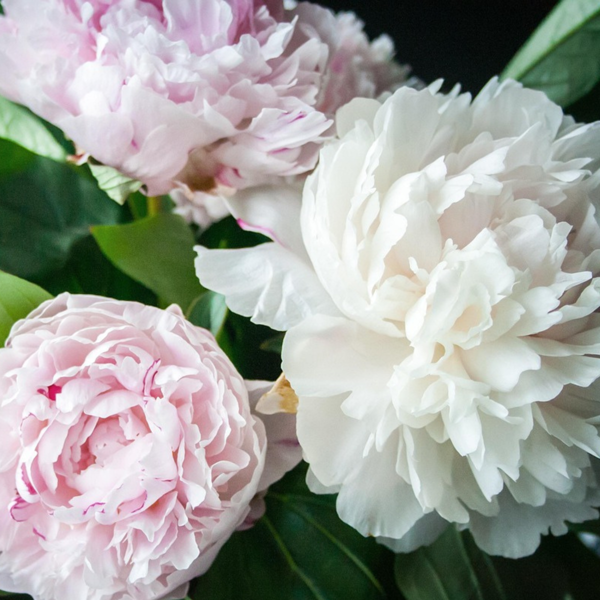 Pivoine - Set de 4 - Paeonia - Rhizomes - Rose
