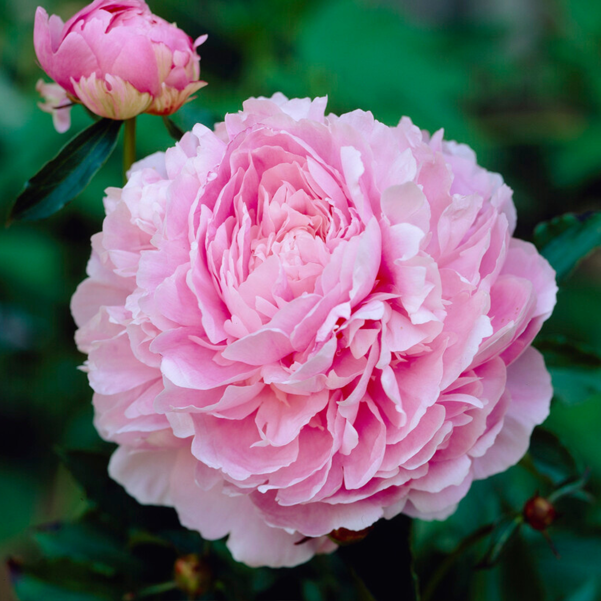 Pivoine - Set de 4 - Paeonia - Rhizomes - Rose