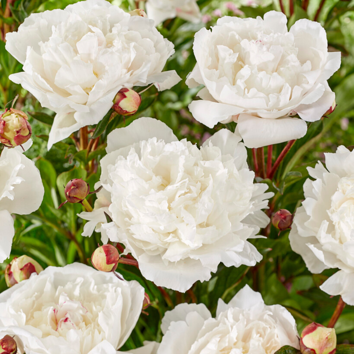 Pivoine - Set de 4 - Paeonia - Rhizomes - Rose