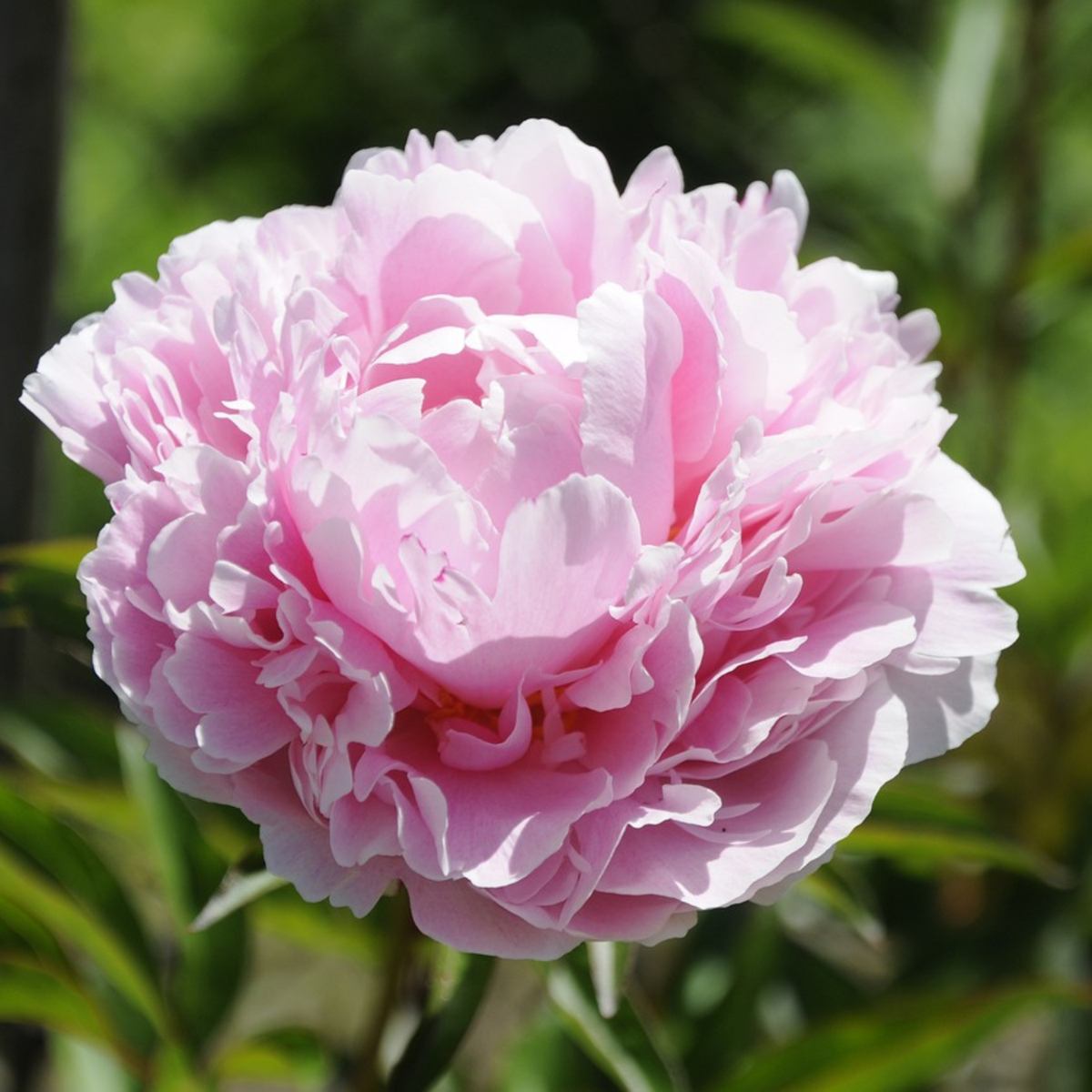 Pivoine - Set de 2 - Paeonia 'Sarah Bernhardt' - Rhizomes - Rose