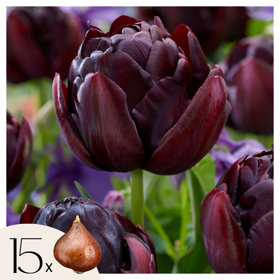 Tulip bulbs - 15 pcs. - Tulipa 'Black Hero' - Flower Bulbs