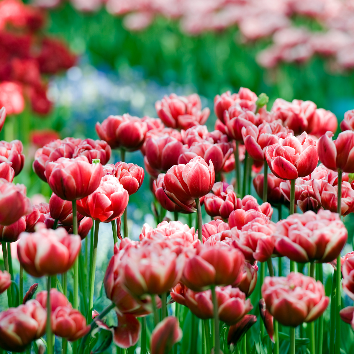 Tulipe - Set de 15 - Tulipa 'Drumline' - Bulbes à fleurs - Rose