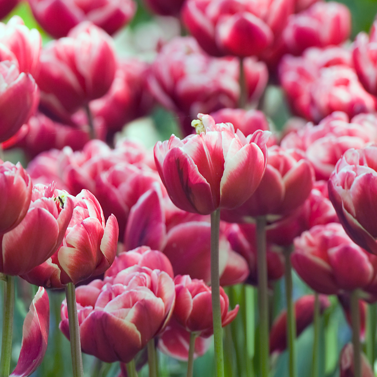 Tulipe - Set de 15 - Tulipa 'Drumline' - Bulbes à fleurs - Rose