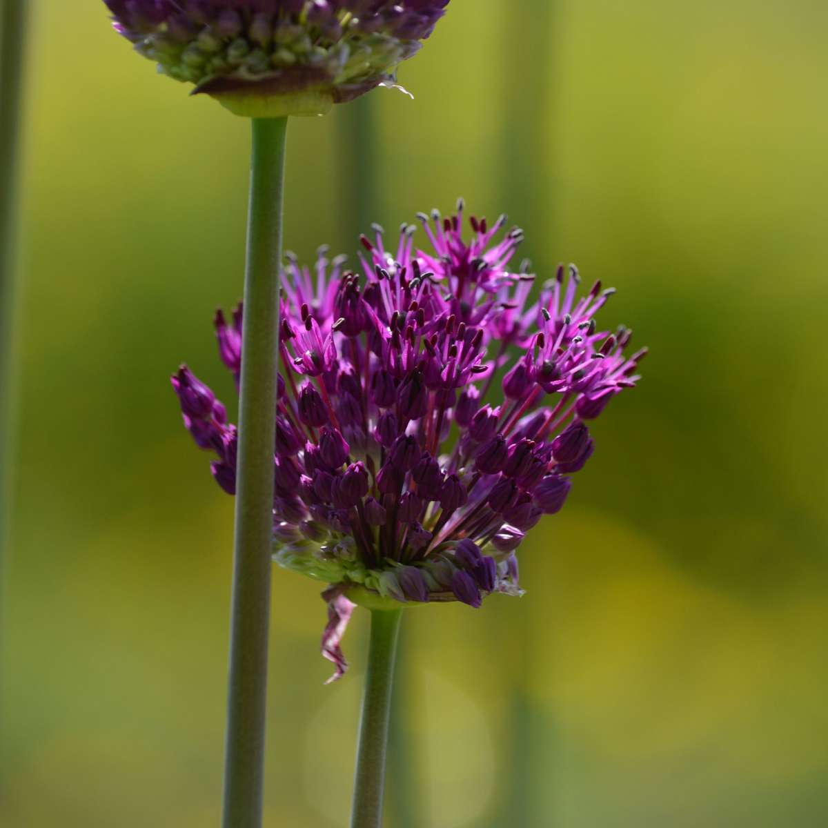Coffret Jardin Sec - 35 bulbes pour endroits secs & ensoleillés