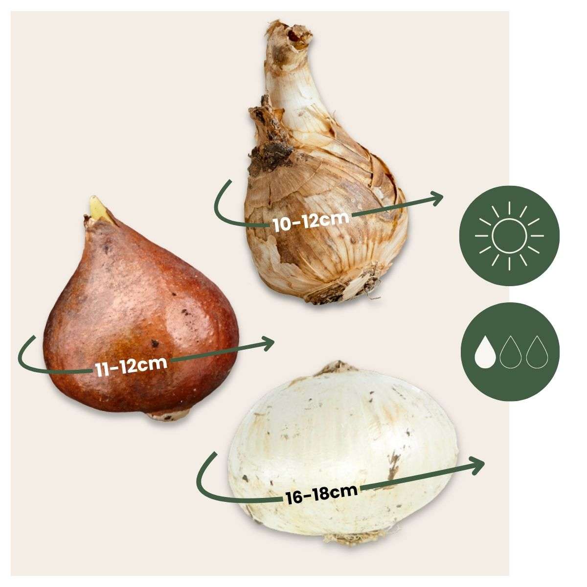 Coffret Jardin Sec - 35 bulbes pour endroits secs & ensoleillés