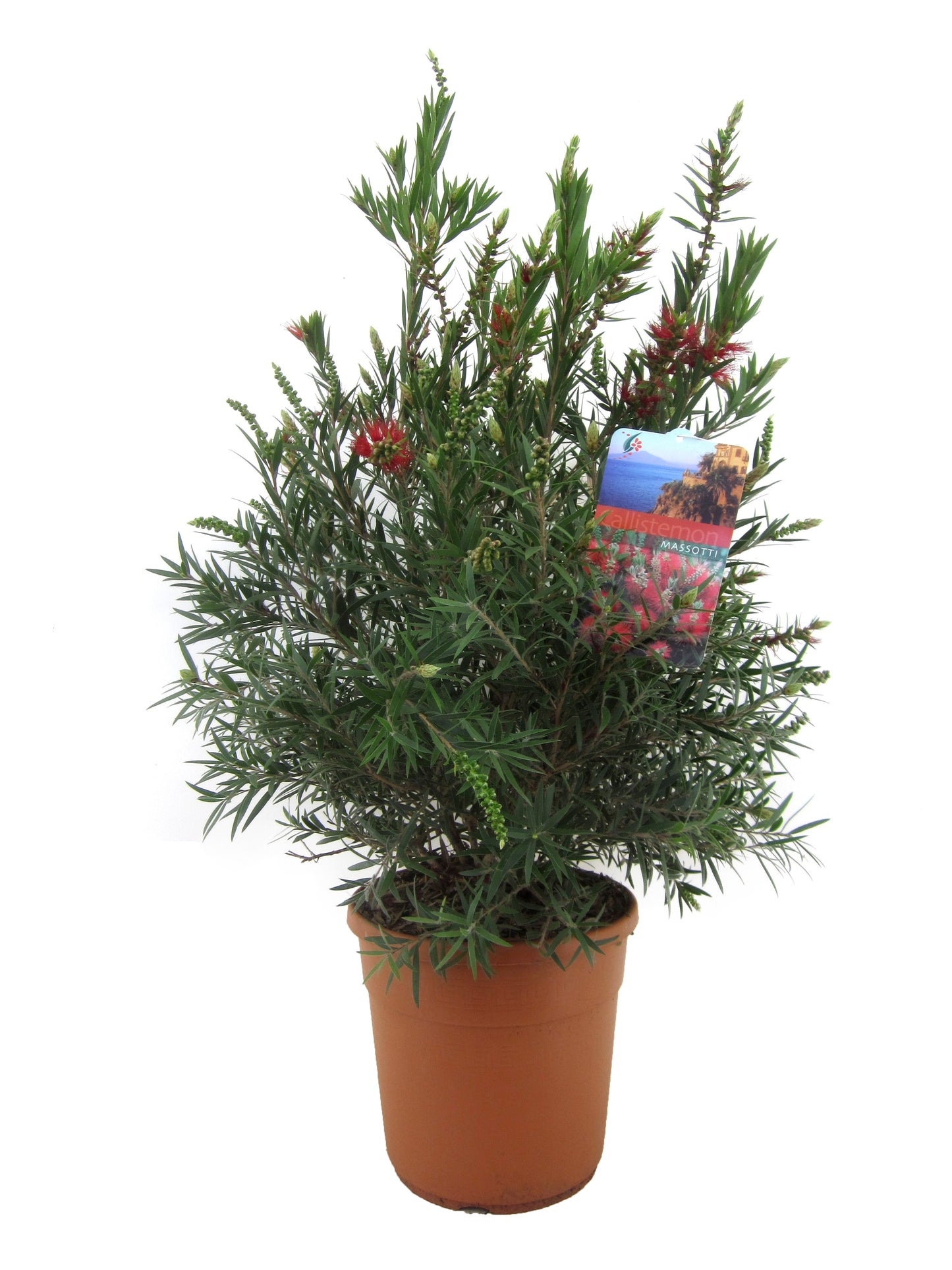 Rince-bouteille - Callistemon citrinus 'Splendens' - Hauteur 80-90cm - ⌀24cm