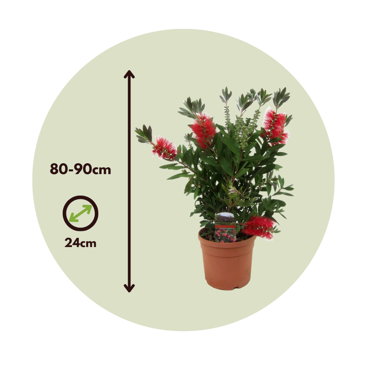 Rince-bouteille - Callistemon citrinus 'Splendens' - Hauteur 80-90cm - ⌀24cm