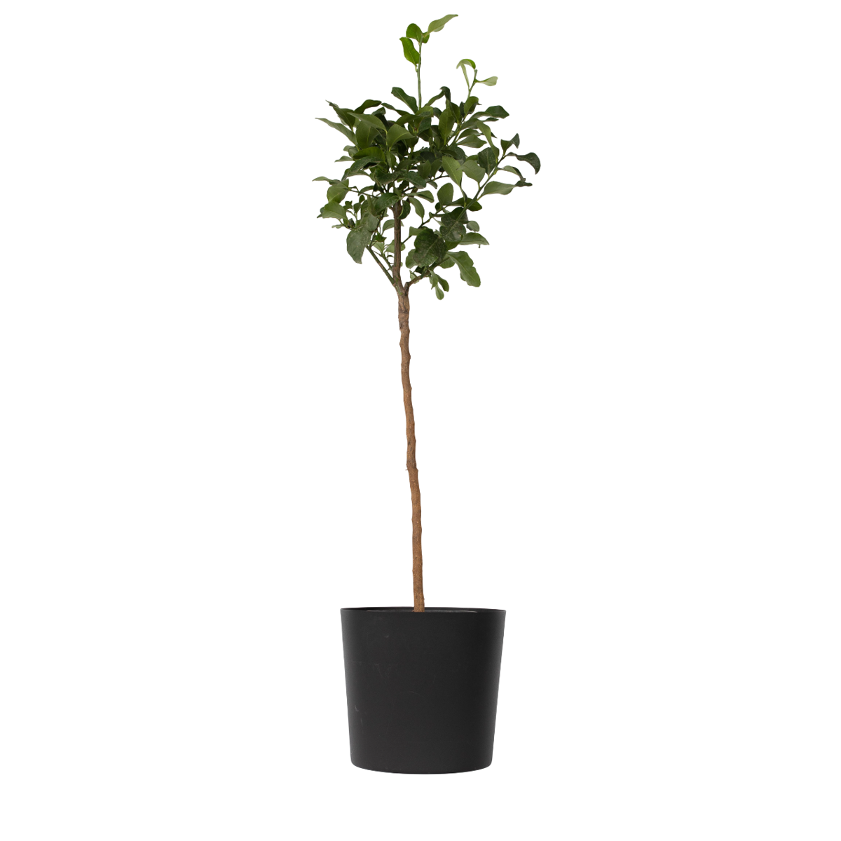 Lemon tree - Citrus limon - Height 100-120cm - ⌀19cm
