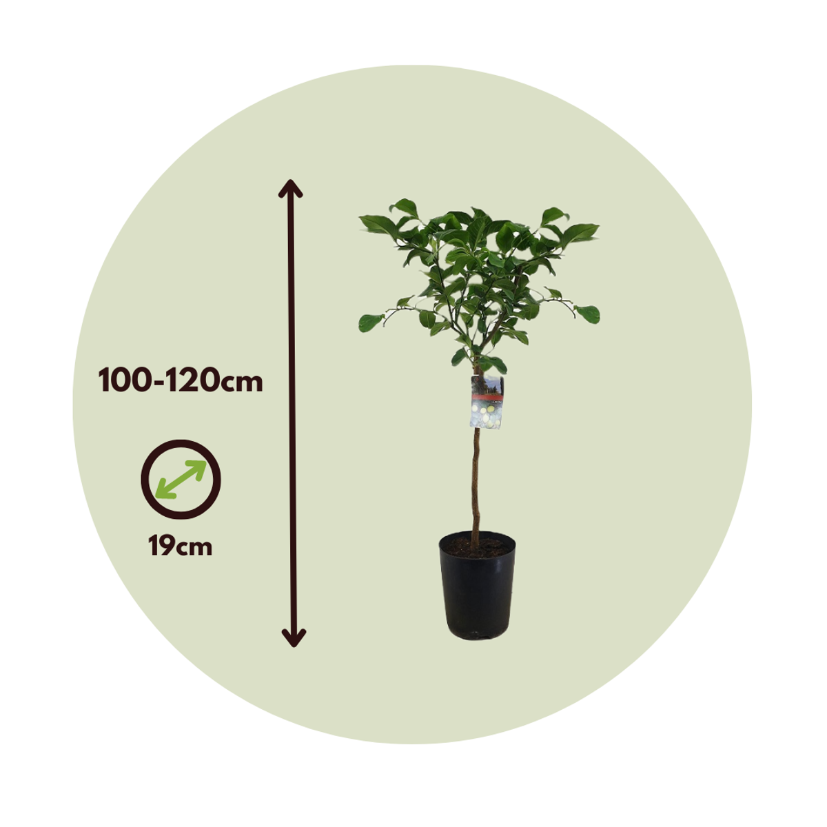 Lemon tree - Citrus limon - Height 100-120cm - ⌀19cm