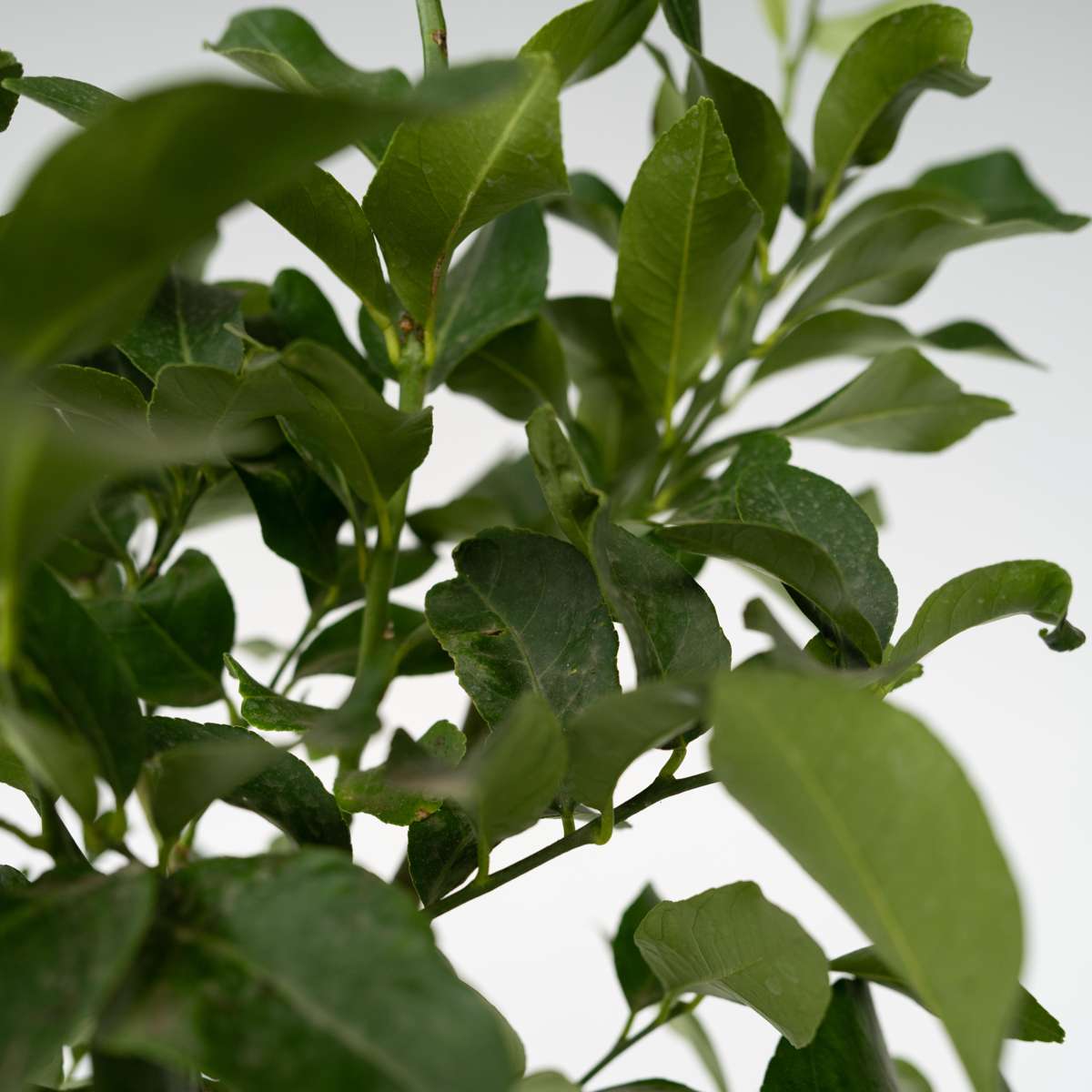 Lemon tree - 2 pcs. - Citrus limon - Height 100-120cm - ⌀19cm