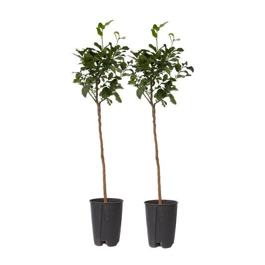 Citronnier - Set de 2 - Citrus limon - Hauteur 100-120cm - ⌀19cm