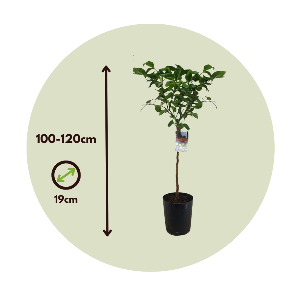 Lemon tree - 2 pcs. - Citrus limon - Height 100-120cm - ⌀19cm