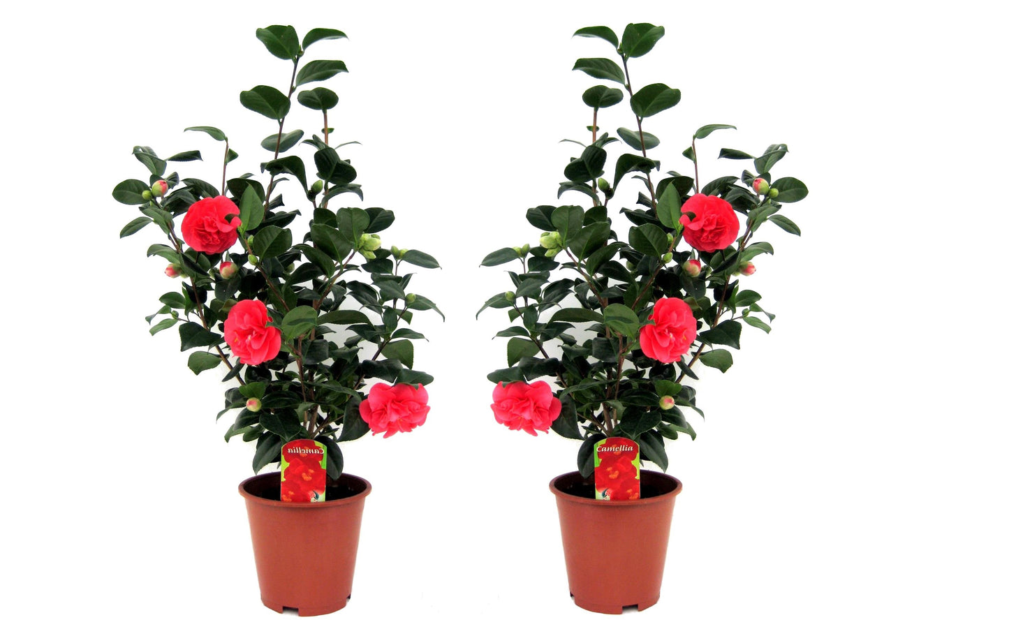 Camélia - Set de 2 - Camellia japonica 'Lady Campbell' - Hauteur 60-70cm - ⌀19cm