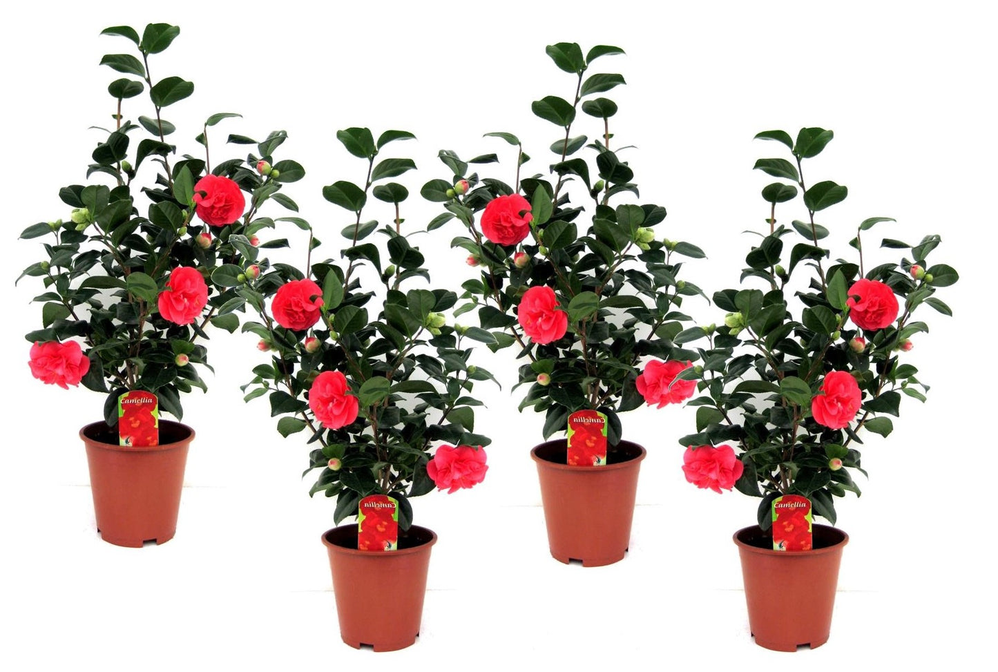 Camélia - Set de 4 - Camellia japonica 'Lady Campbell' - Hauteur 60-70cm - ⌀19cm - TD Plantz