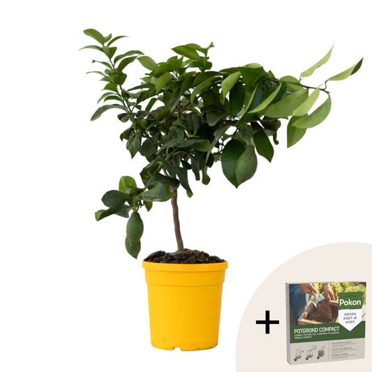 Citronnier - Citrus limon - Hauteur 60-70cm - ⌀19cm