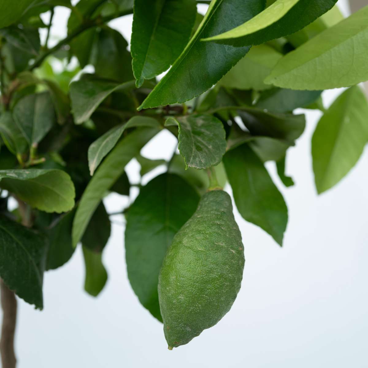 Lemon Tree - Citrus limon - Height 60-70cm - ⌀19cm