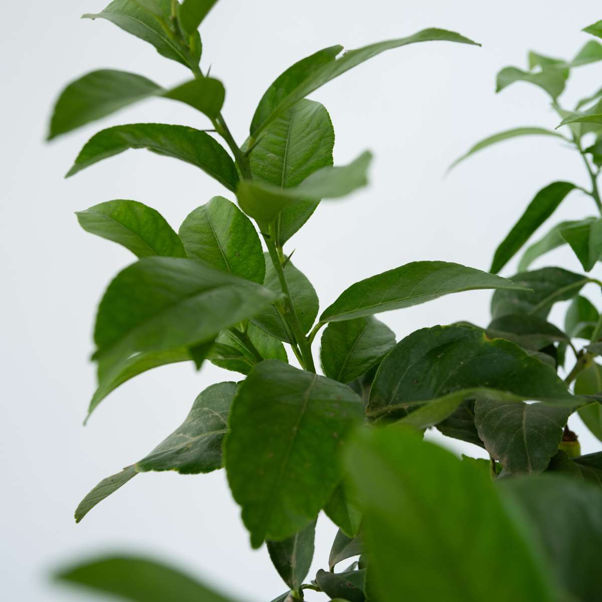 Lemon Tree - Citrus limon - Height 60-70cm - ⌀19cm