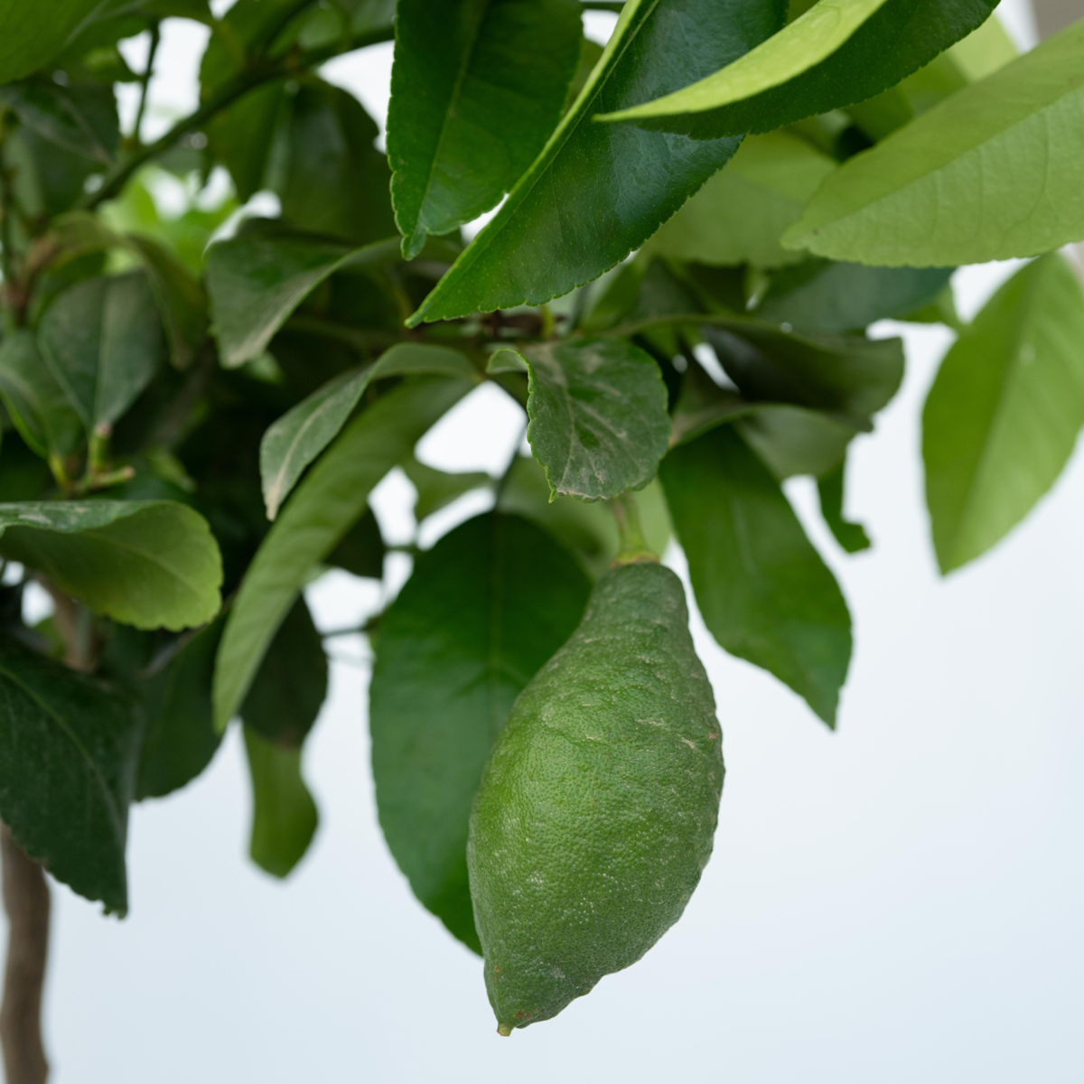 Lemon tree - 2 pcs. - Citrus limon - Height 60-70cm - ⌀19cm