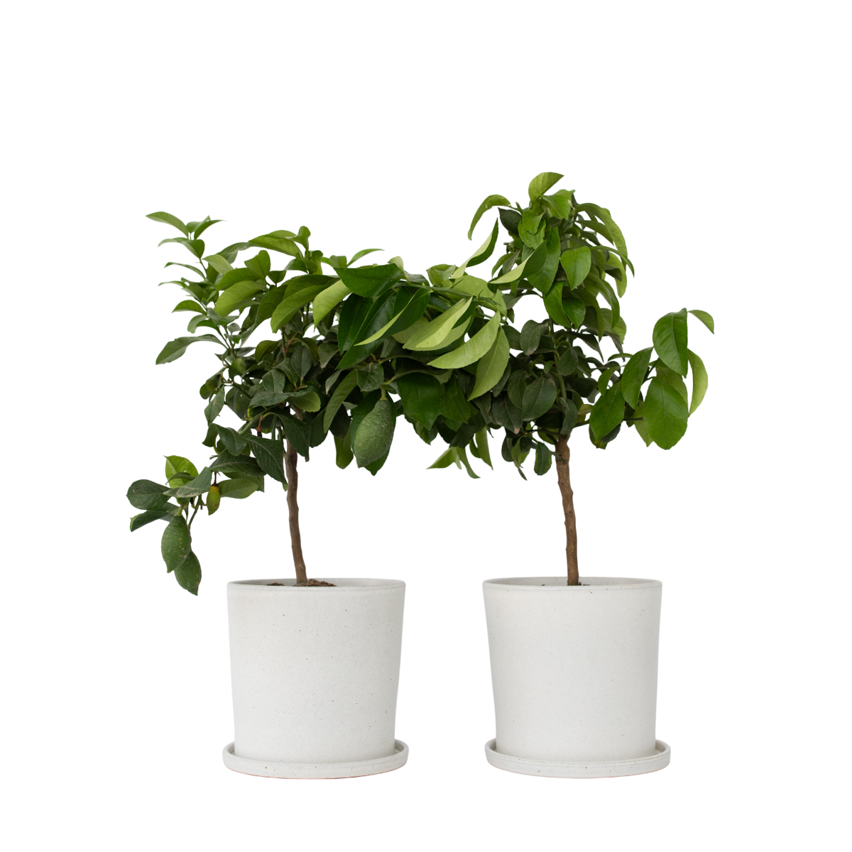 Lemon tree - 2 pcs. - Citrus limon - Height 60-70cm - ⌀19cm