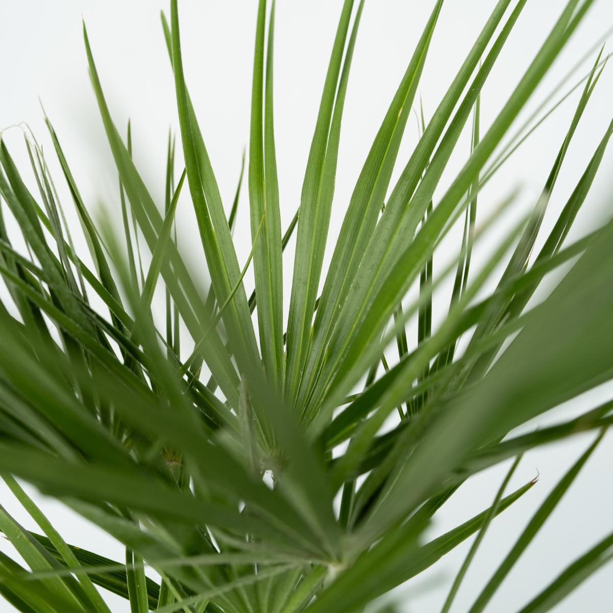 Palmier nain - Chamaerops humilis - Hauteur 50-60cm - ⌀15cm