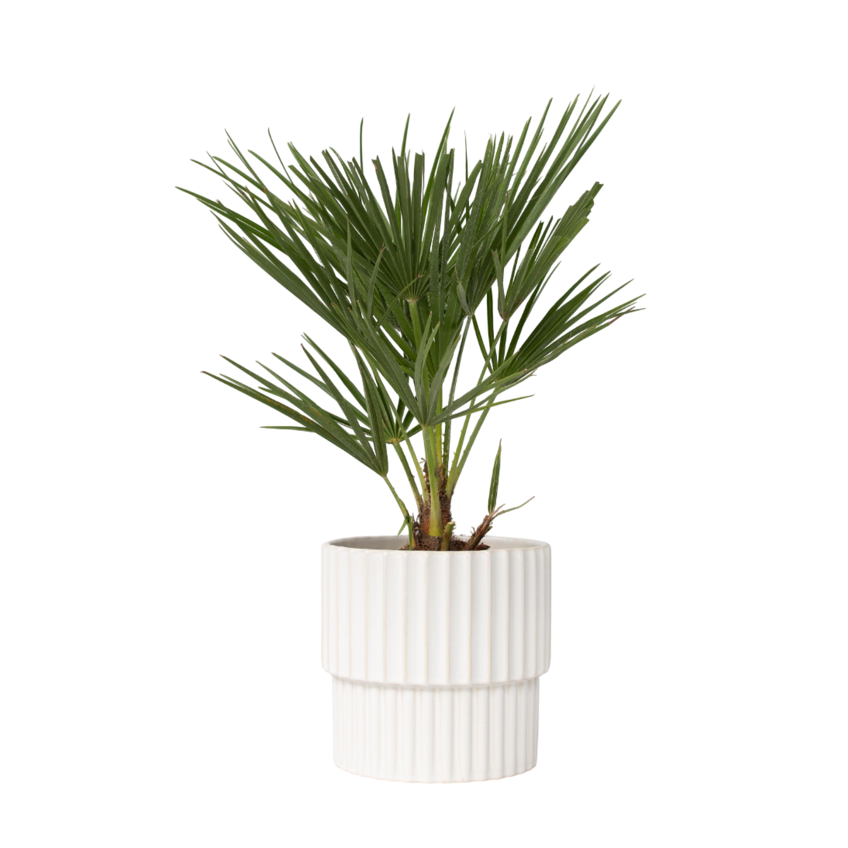 Palmier nain - Chamaerops humilis - Hauteur 50-60cm - ⌀15cm