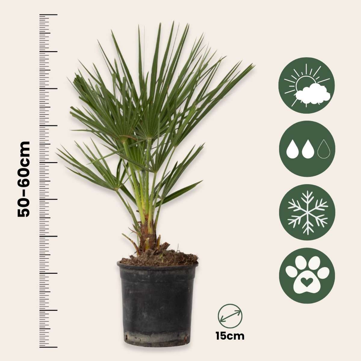 Palmier nain - Chamaerops humilis - Hauteur 50-60cm - ⌀15cm