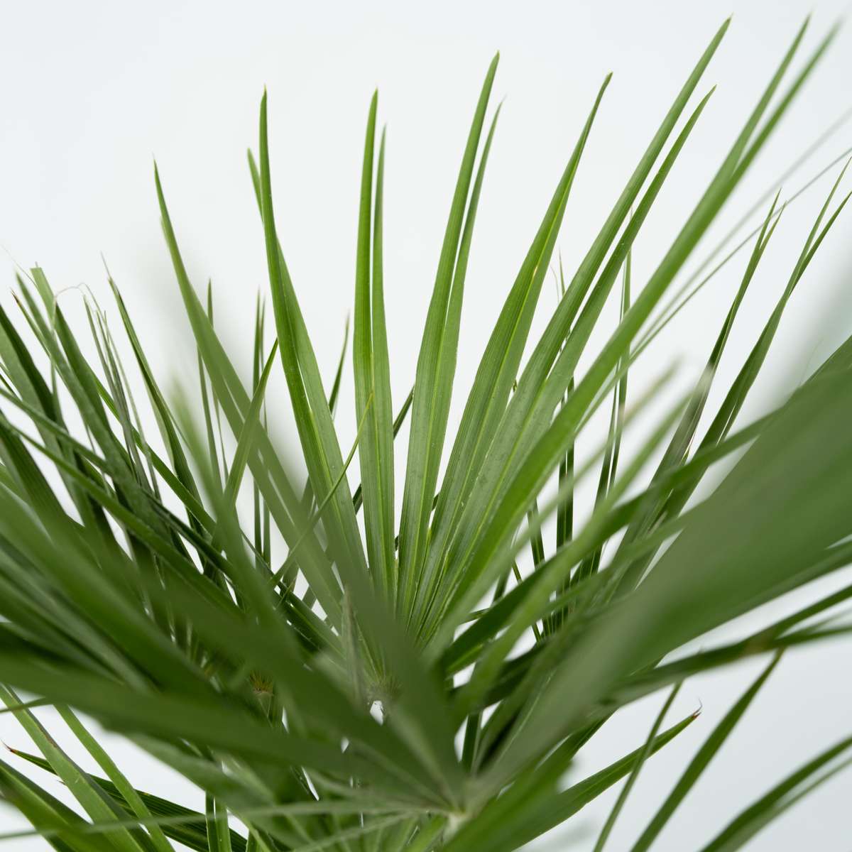 Palmier nain - Set de 2 - Chamaerops humilis - Hauteur 50-60cm - ⌀15cm