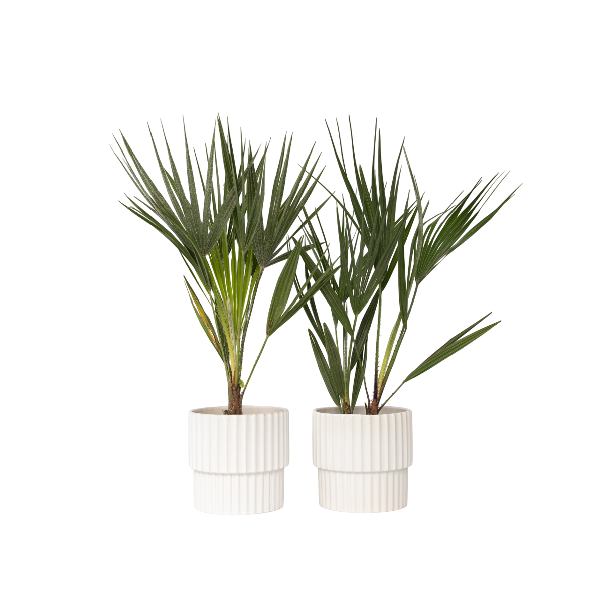 Palmier nain - Set de 2 - Chamaerops humilis - Hauteur 50-60cm - ⌀15cm